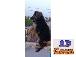 All Breed Top Quality puppies available 9891116714 German Shepherd